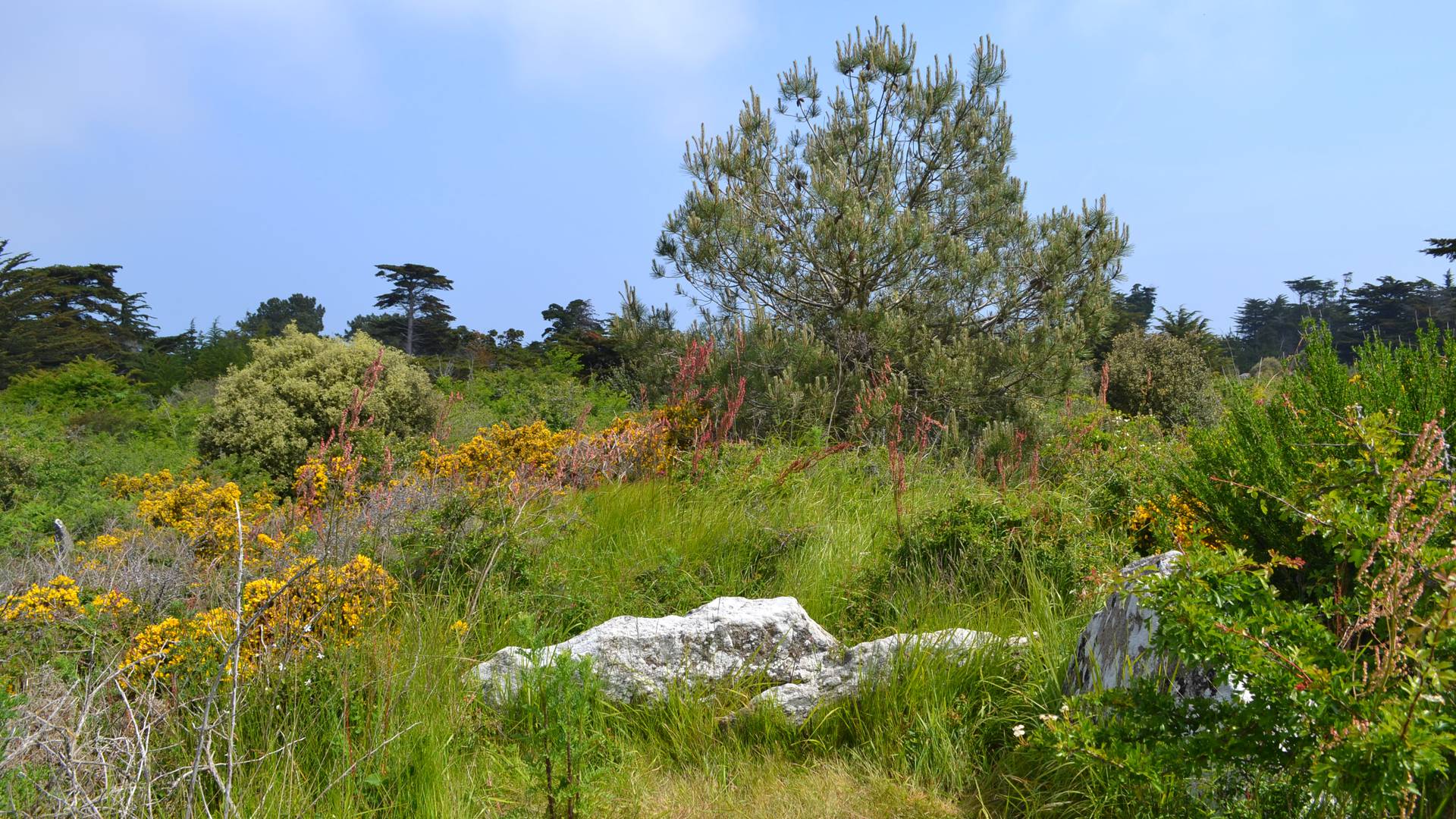 Trémureau des Landes, megalith, Ile d'Yeu