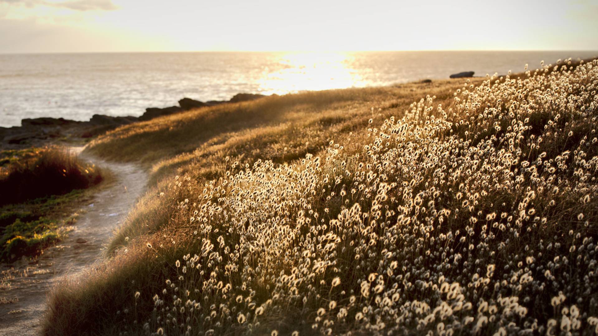 île d'Yeu island © Aurélien Curtet Photo - www.a-curtet-photo